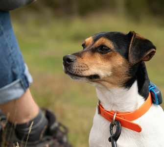 July is National Lost Pet Prevention Month