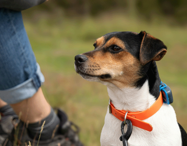 July is National Lost Pet Prevention Month