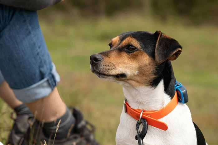 July is National Lost Pet Prevention Month
